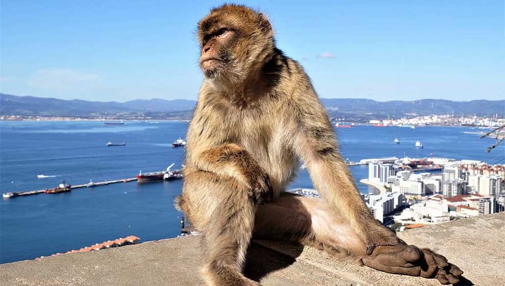 gibraltar-macaque-animal-monkey-wildlife-monkeys-Recuperado WEB