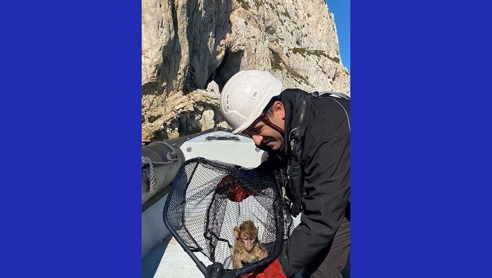 Rescate de macaco en Gibraltar