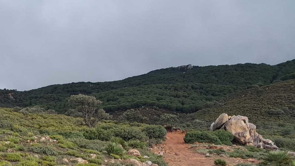 Camino forestal de Tarifa